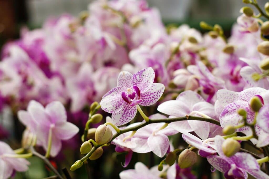 Imagem de orquídeas branca e roxa