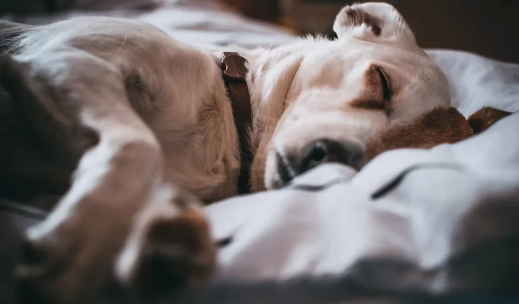 Cachorro dormindo em uma cama pet